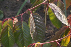 Prunus sargentii