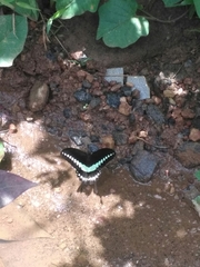Papilio liomedon
