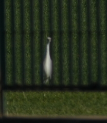 Bubulcus ibis