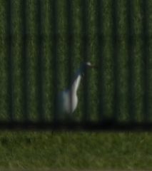 Bubulcus ibis