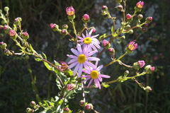 Senecio glastifolius