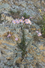 Senecio glastifolius