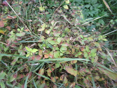 Spiraea decumbens