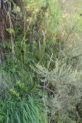 Juncus pallidus