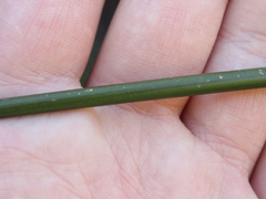 Juncus pallidus