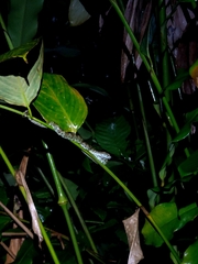 Craspedocephalus malabaricus