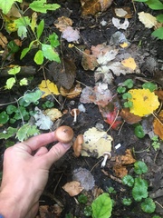 Tricholoma fulvum