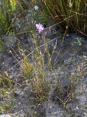 Ixia micrandra