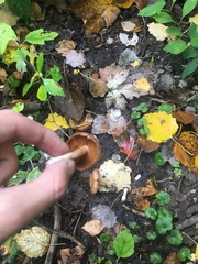 Tricholoma fulvum