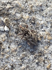 Coniocleonus excoriatus