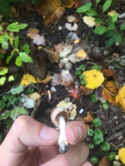 Tricholoma fulvum