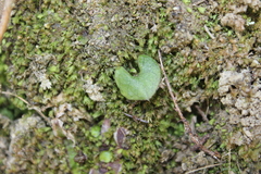 Acianthus sinclairii