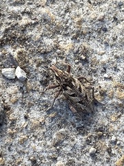 Coniocleonus excoriatus