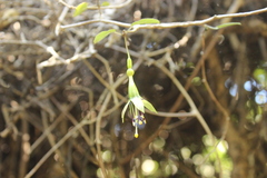 Fuchsia perscandens
