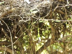 Fuchsia perscandens