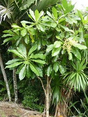 Meryta angustifolia
