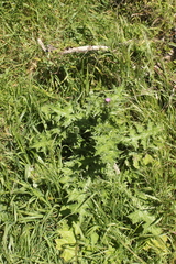 Carduus tenuiflorus