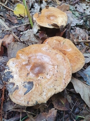 Agaricales