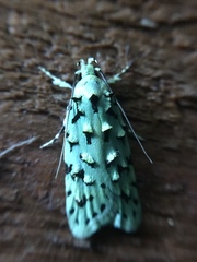 Izatha peroneanella