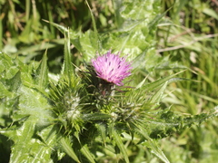 Carduus tenuiflorus