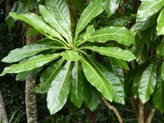 Meryta angustifolia