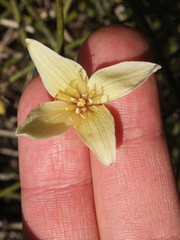 Clematis afoliata