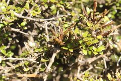 Korthalsella clavata