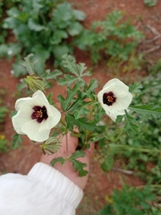 Hibiscus trionum