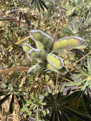 Lupinus cosentinii