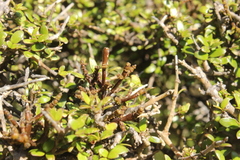 Korthalsella clavata