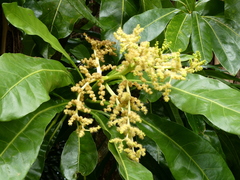 Meryta angustifolia