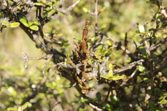 Korthalsella clavata