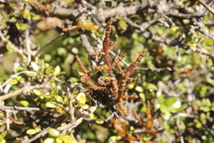 Korthalsella clavata