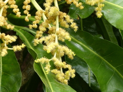 Meryta angustifolia
