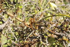 Korthalsella clavata