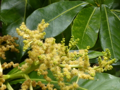 Meryta angustifolia