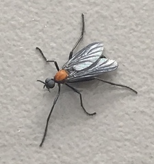 Plecia ruficollis