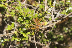 Korthalsella clavata