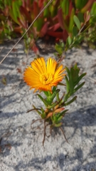 Lampranthus bicolor