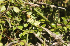Scandia geniculata