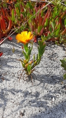 Lampranthus bicolor