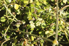 Scandia geniculata