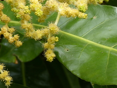 Meryta angustifolia