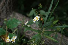 Aster scaber