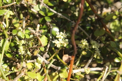 Scandia geniculata