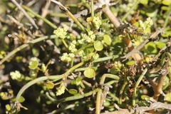 Scandia geniculata