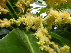 Meryta angustifolia
