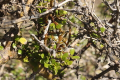 Korthalsella clavata