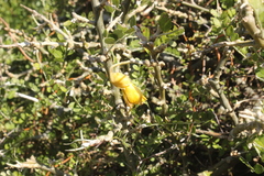 Sophora molloyi