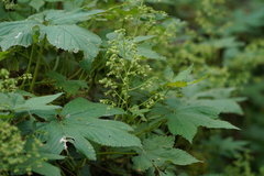 Humulus scandens